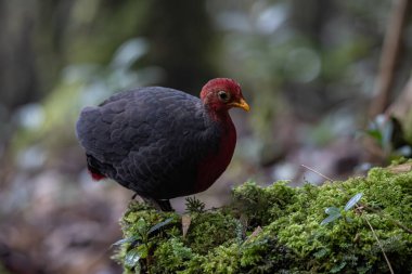 Borneo adasına özgü, ormanın derinliklerindeki kızıl başlı kekliğin doğa kuşudur.