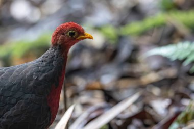 Borneo adasına özgü, ormanın derinliklerindeki kızıl başlı kekliğin doğa kuşudur.