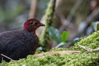 Borneo adasına özgü, ormanın derinliklerindeki kızıl başlı kekliğin doğa kuşudur.