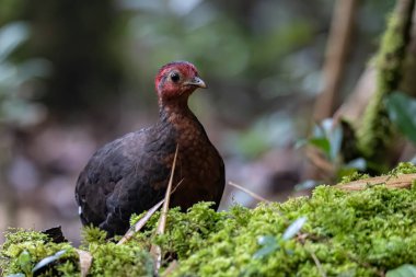 Borneo adasına özgü, ormanın derinliklerindeki kızıl başlı kekliğin doğa kuşudur.