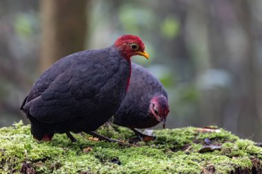 Borneo adasına özgü, ormanın derinliklerindeki kızıl başlı kekliğin doğa kuşudur.