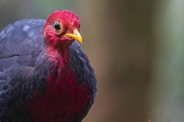 Borneo adasına özgü, ormanın derinliklerindeki kızıl başlı kekliğin doğa kuşudur.
