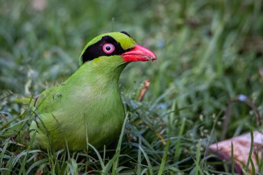 Borneo 'nun Yeşil Saksağan olarak bilinen yeşil kuşlarının doğa görüntüsü