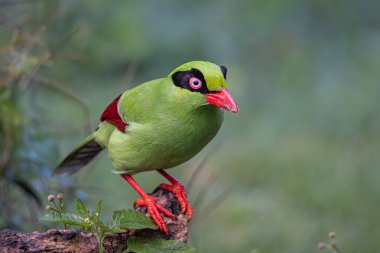 Borneo 'nun Yeşil Saksağan olarak bilinen yeşil kuşlarının doğa görüntüsü
