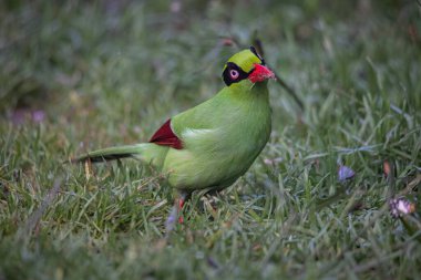 Borneo 'nun Yeşil Saksağan olarak bilinen yeşil kuşlarının doğa görüntüsü