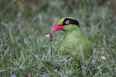 Borneo 'nun Yeşil Saksağan olarak bilinen yeşil kuşlarının doğa görüntüsü