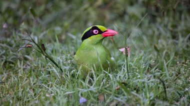 Borneo 'nun Yeşil Saksağan olarak bilinen yeşil kuşlarının doğa görüntüsü
