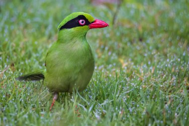Borneo 'nun Yeşil Saksağan olarak bilinen yeşil kuşlarının doğa görüntüsü