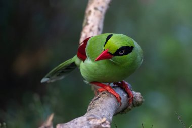 Borneo 'nun Yeşil Saksağan olarak bilinen yeşil kuşlarının doğa görüntüsü