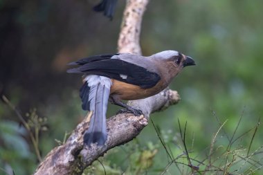 Bornean Treepie 'nin (Dendrocitta Cinerascen), Borneo Adası' na özgü güzel, büyük bir kuşunun doğa görüntüsü.