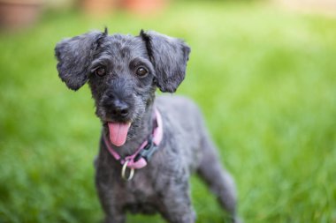 Şirin Oyuncak Kaniş 'in portre resmi yeşil bahçede oturuyor.