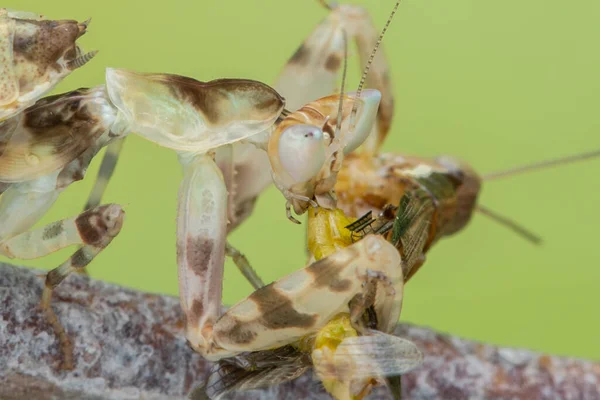 Imagem Macro Louva Deus Creobroter Gemmatus Tendo Uma Grande Refeição — Fotografia de Stock