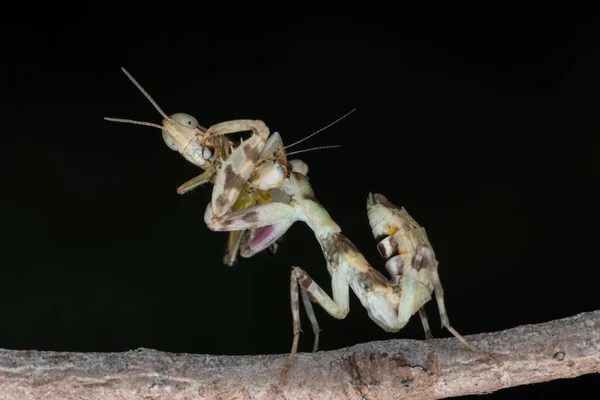 Macro Image Praying Mantis Creobroter Gemmatus Having Big Meal — Stock Photo, Image