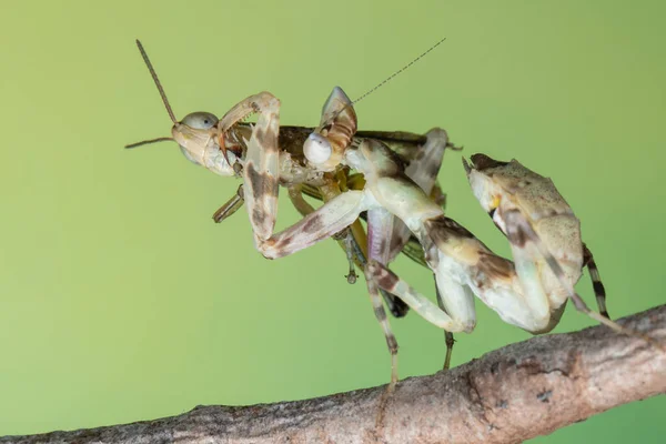 Macro Beeld Van Een Bidsprinkhaan Creobroter Gemmatus Die Een Grote — Stockfoto