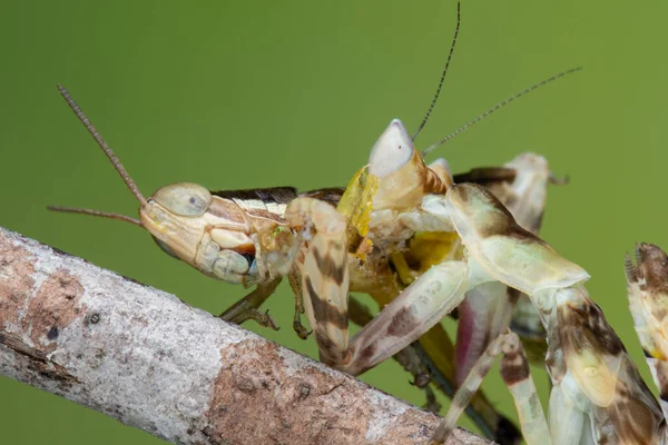 Macro Image Praying Mantis Creobroter Gemmatus Having Big Meal — Stock Photo, Image