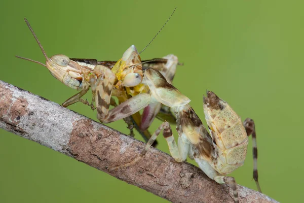 Macro Image Praying Mantis Creobroter Gemmatus Having Big Meal — Stock Photo, Image