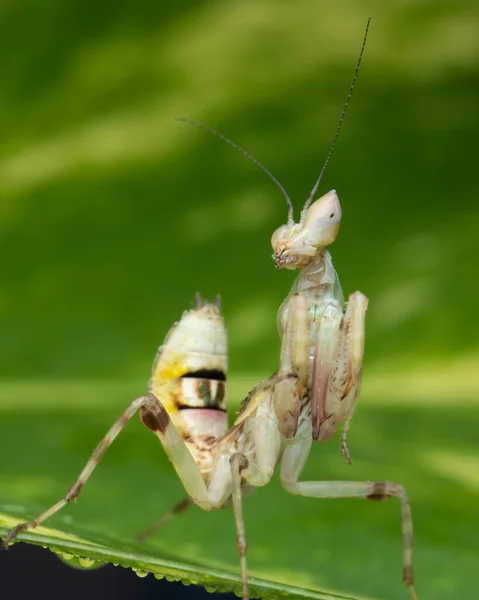 Imagem Macro Louva Deus Creobroter Gemmatus — Fotografia de Stock