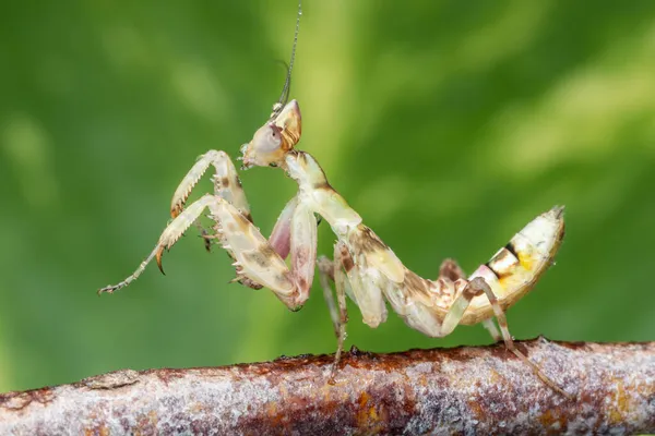 Macro Image Une Mante Priante Creobroter Gemmatus — Photo