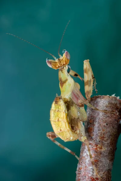 Macro Image Praying Mantis Creobroter Gemmatus — Stock Photo, Image