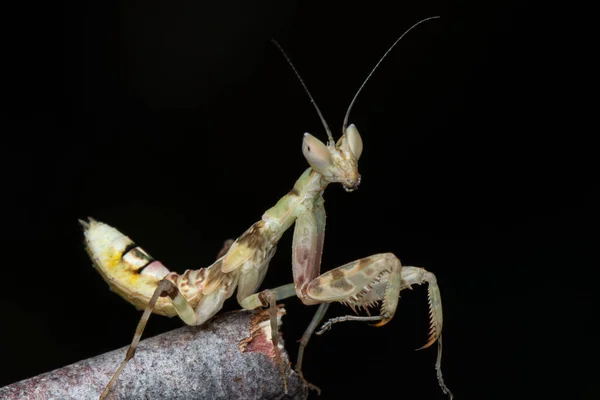 사마귀가기도 Creobroter Gemmatus — 스톡 사진