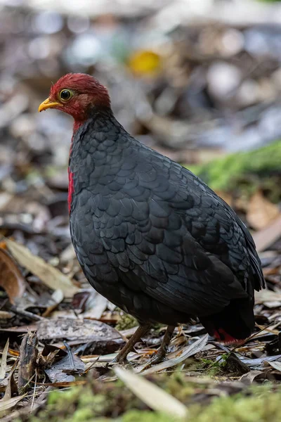 深いジャングルの熱帯雨林の真紅の頭をした鳥の自然野生生物 それはボルネオ島に固有です — ストック写真