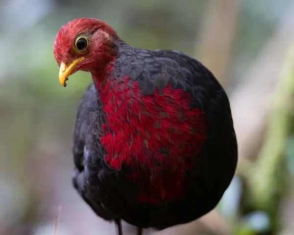 婆罗洲岛特有的一种野生鸟类 产于丛林热带雨林深处 头戴深红色的山雀 — 图库照片