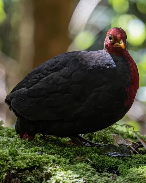 Nature Oiseau Sauvage Perdrix Tête Pourpre Sur Forêt Tropicale Jungle — Photo