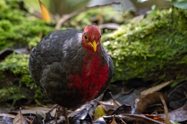 Naturaleza Fauna Ave Cabeza Carmesí Perdiz Selva Profunda Selva Tropical — Foto de Stock