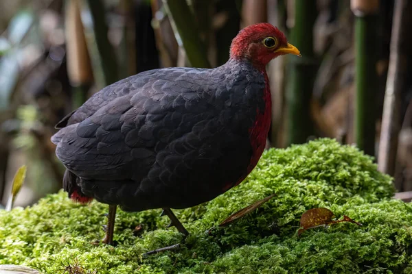 Природа Дикой Природы Птицы Багровых Куропаток Глубоких Джунглях Тропических Лесов — стоковое фото