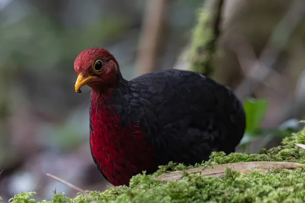 Natura Fauna Selvatica Uccello Cremisi Testa Pernice Sulla Foresta Pluviale — Foto Stock