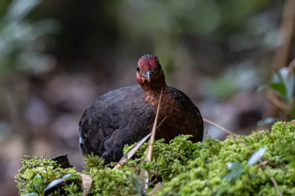 Natura Fauna Selvatica Uccello Cremisi Testa Pernice Sulla Foresta Pluviale — Foto Stock