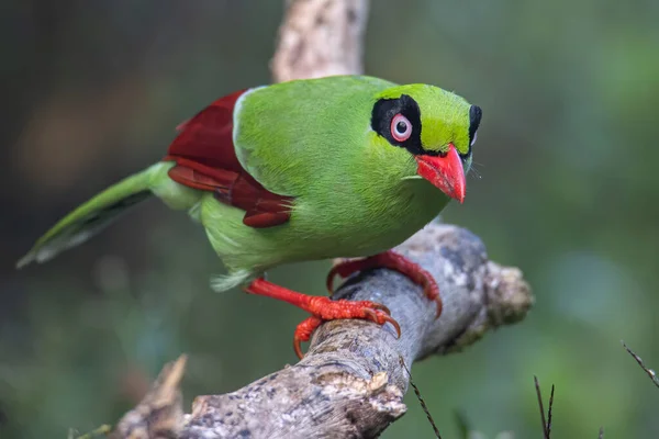 Nature wildlife image of green birds of Borneo known as Bornean Green Magpie