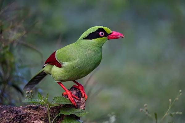 Nature wildlife image of green birds of Borneo known as Bornean Green Magpie