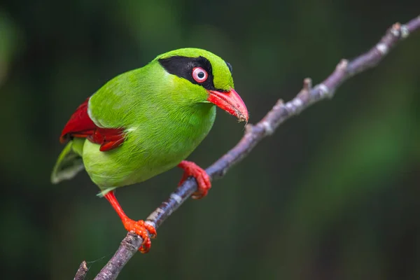 Nature wildlife image of green birds of Borneo known as Bornean Green Magpie