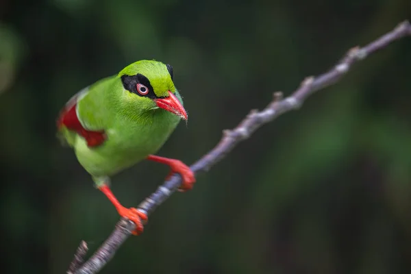 Nature wildlife image of green birds of Borneo known as Bornean Green Magpie