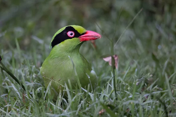 Natureza Vida Selvagem Imagem Pássaros Verdes Bornéu Conhecido Como Bornéu — Fotografia de Stock