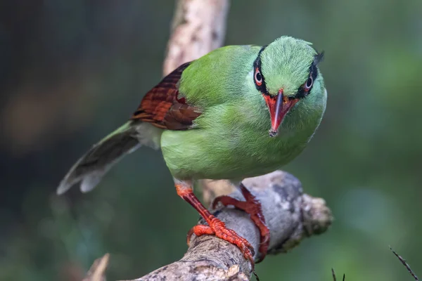 Nature wildlife image of green birds of Borneo known as Bornean Green Magpie