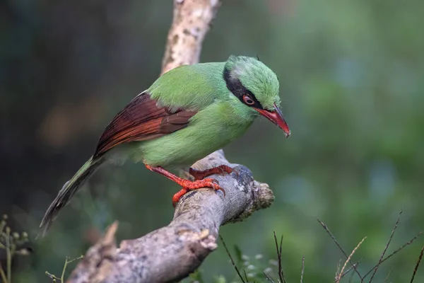 Nature wildlife image of green birds of Borneo known as Bornean Green Magpie