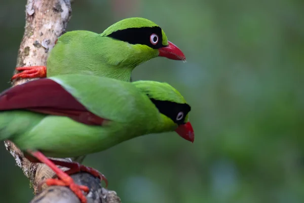 Natureza Vida Selvagem Imagem Pássaros Verdes Bornéu Conhecido Como Bornéu — Fotografia de Stock
