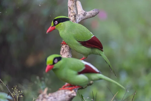 Nature wildlife image of green birds of Borneo known as Bornean Green Magpie