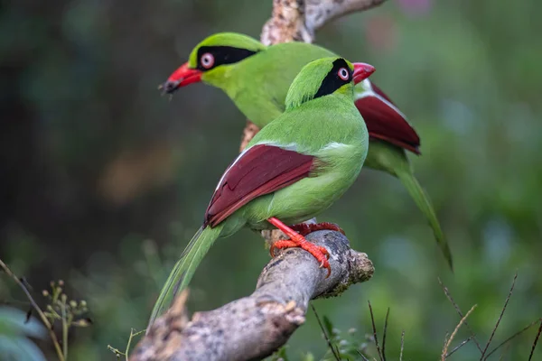 Nature wildlife image of green birds of Borneo known as Bornean Green Magpie