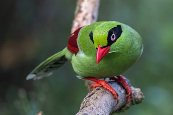 Образ Дикой Природы Зеленых Птиц Борнео Известных Борнеанская Зеленая Сорока — стоковое фото