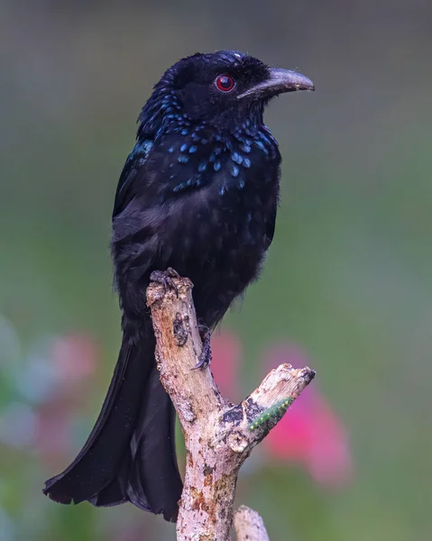 Nature Images Animalières Cheveux Crêpés Drongo Oiseau Perché Sur Une — Photo