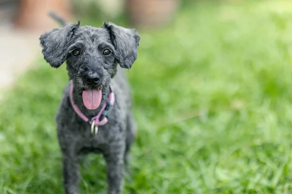 Imagem Retrato Cachorro Bonito Brinquedo Poodle Sentar Jardim Verde — Fotografia de Stock