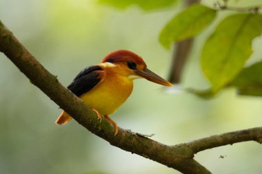 Rufous 'un vahşi yaşam görüntüsü Kingfisher' ın dalına tünemişti.