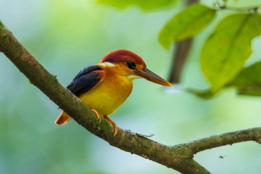 Rufous 'un vahşi yaşam görüntüsü Kingfisher' ın dalına tünemişti.