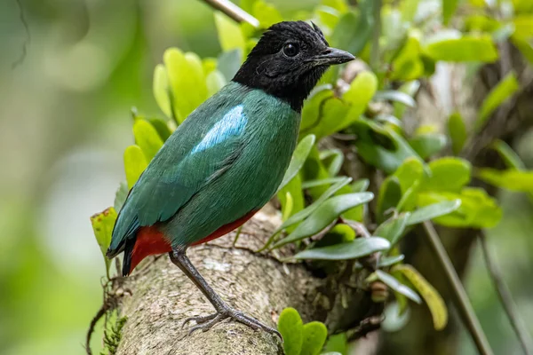 Изображение Природы Borneo Hooded Pitta Pitta Sordida Mulleri Джунглях Тропического — стоковое фото