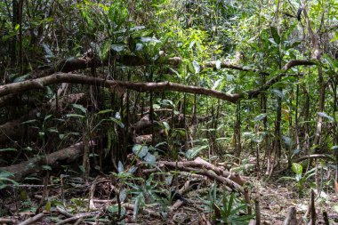 Doğa Yağmur Ormanları 'nın bakış açısı