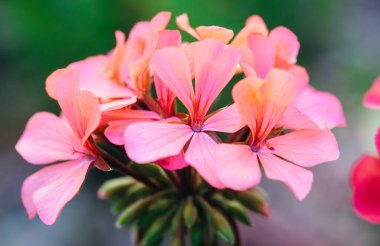 a pink flower with blurred background