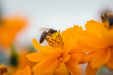 Yabani çiçeklerin yakın çekimi. 